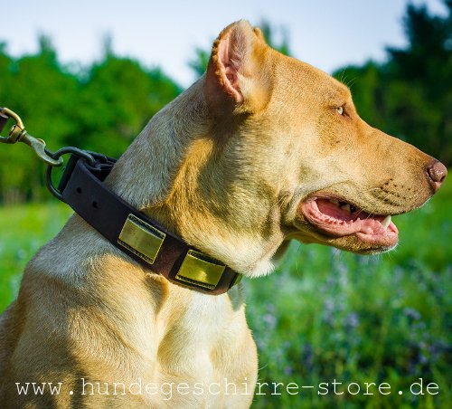 Leder Halsband, wunderschön