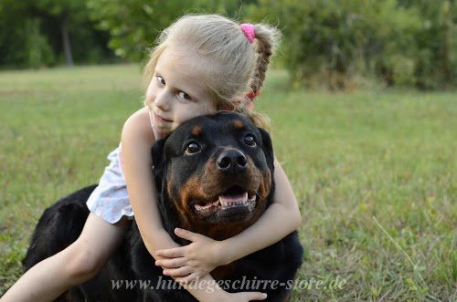 rottweiler zubehör kaufen