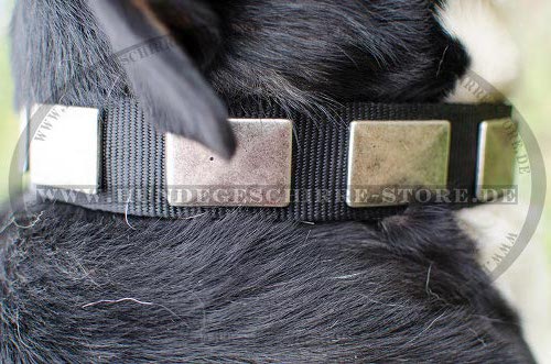 Luxus nylonhalsband mit Platten fuer
Schweizer Sennenhund