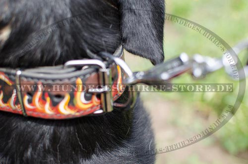 Schweizer Sennenhund Halsband