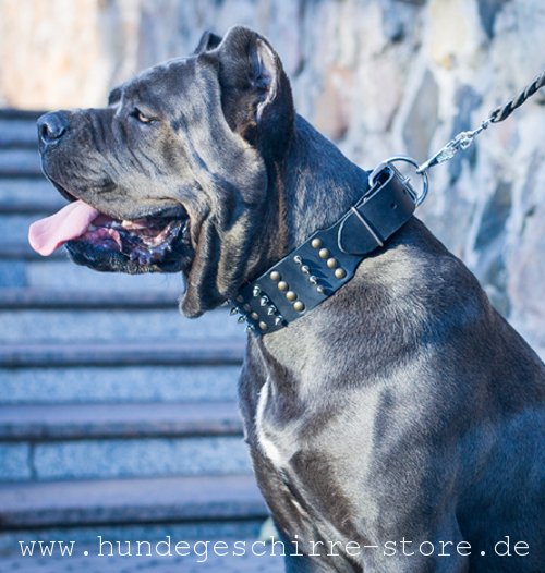 Leder Halsband für Hunde