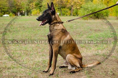 Luxus Hunde Lederhalsband mit Spikes fuer Belgischen
Malinois