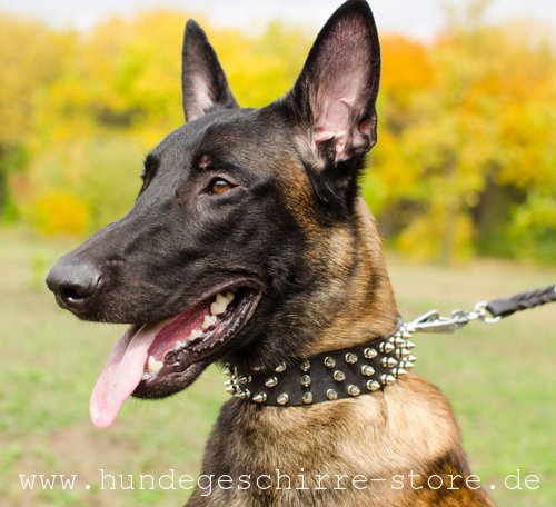 Leder Hundehalsband mit Dekor