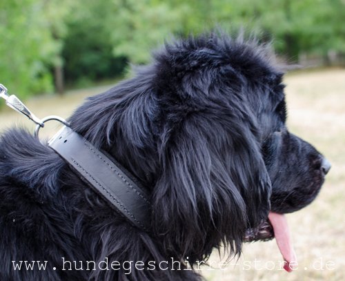 Lederhalsband für Hundesport und Training mit dicker Filz-Polsterung