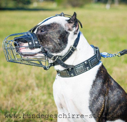 Leder Hundehalsband, ausgezeichnet