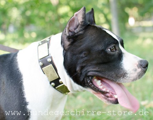 Leder Hundehalsband, qualitativ