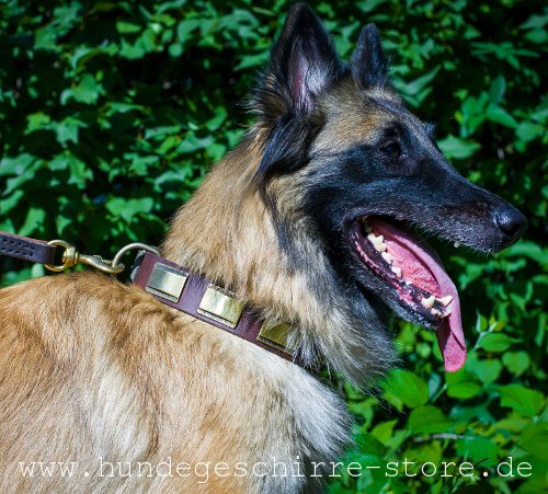 Leder Hundehalsband, stilvoll