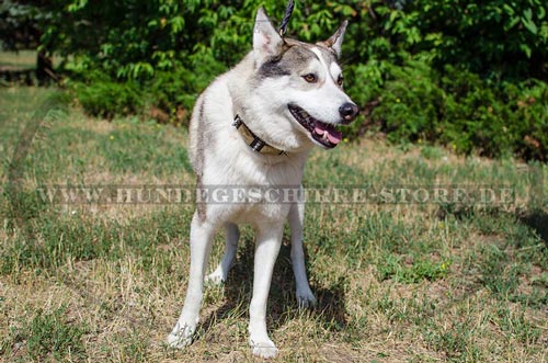 Hundehalsband Leder fuer Laika new