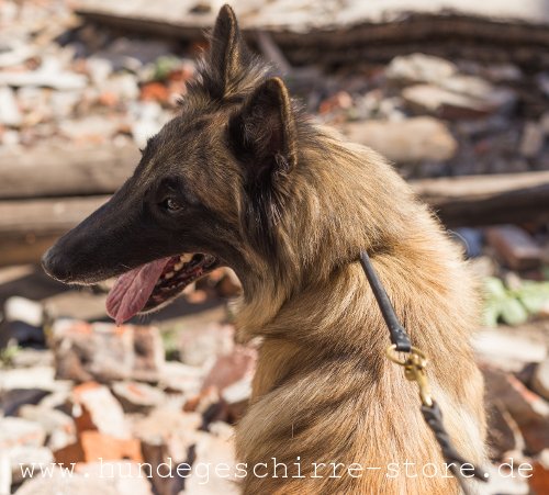 gut bearbeitetes Hundehalsband aus Leder