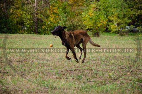 Erziehungshalsband
fuer Belgischen Schäferhund kaufen