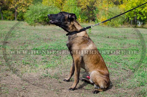 Zughalsband Leder fuer Belgischen Malinois