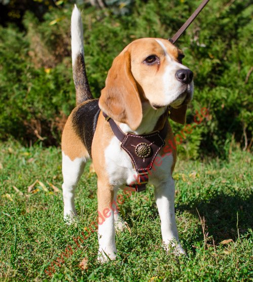 Beagle Hund