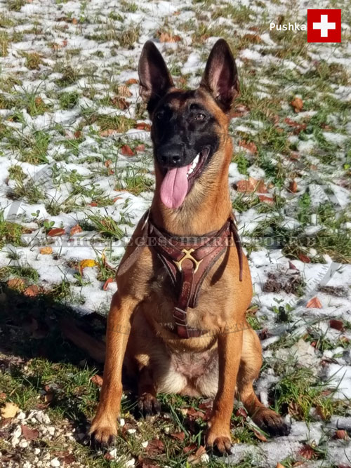 Malinois Hetz Hundegeschirr