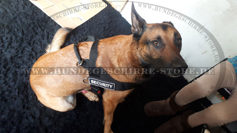 Belgischer Schäferhund Nylon Hundegeschirr kaufen