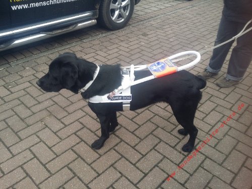 nylon guide dog harness