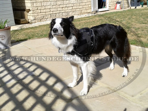 Border Collie Nylon Hundegeschirr kaufen