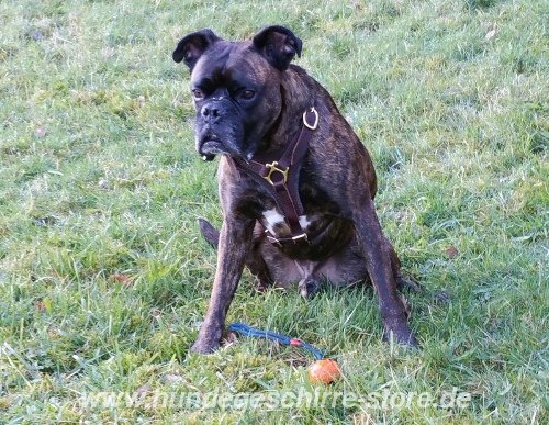 Hundegeschirr aus Leder für Boxer