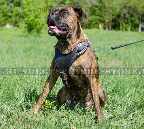 brustgeschirr hund, Boxer Leder Hundegeschirr