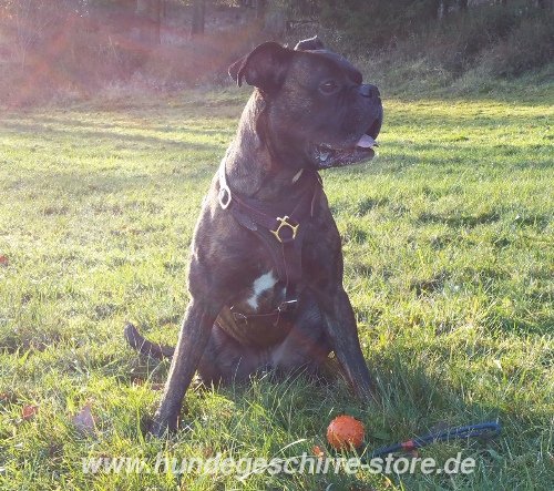 Leder Hundegeschirr stark