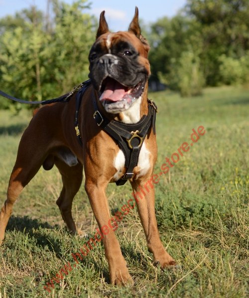 Boxer Hund