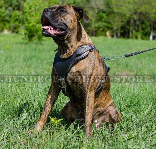 brustgeschirr hund, Boxer Leder Hundegeschirr