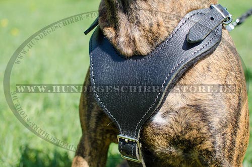 Boxer Brustgeschirre