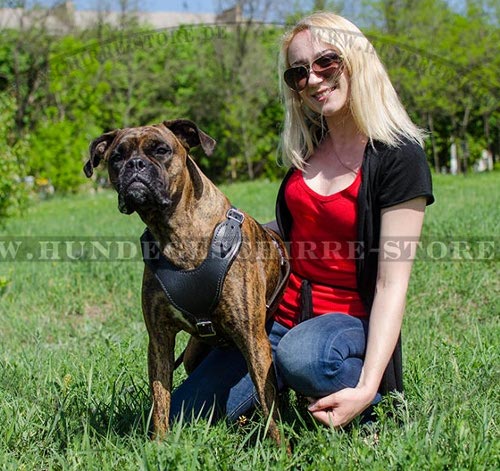 laufgeschirr Boxer, dienstarbeit