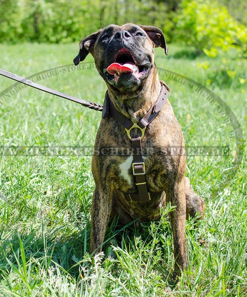 exklusives Faehrtengeschirr fuer Boxer