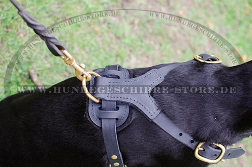 Harness for Dobermans with brass spikes