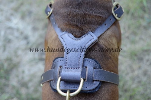 Boxer Geschirr Leder kaufen