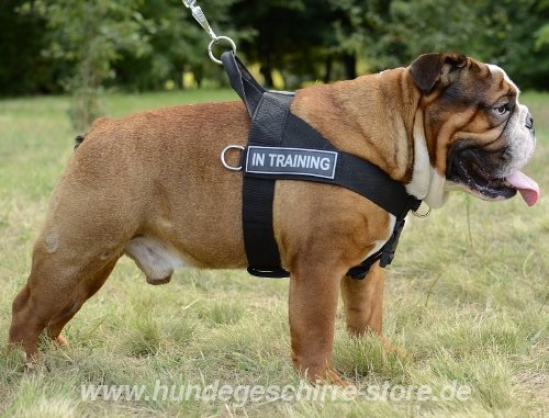 Bulldogge Brustgeschirr K9