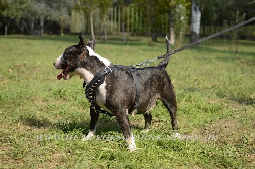 Hundegeschirr schwarz