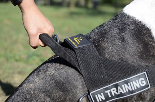 Geschirr
für Bullterrier hochwertig