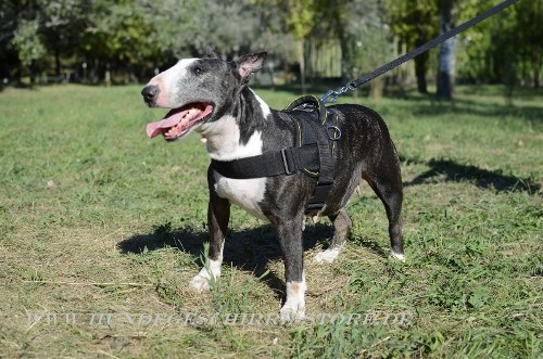 Bullterrier Nylon Geschirr mit Griff