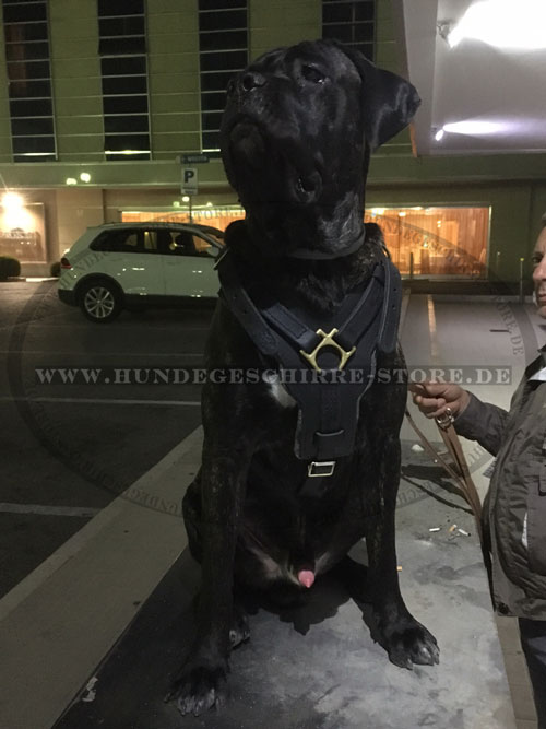 Cane Corso  Brustgeschirr aus Leder