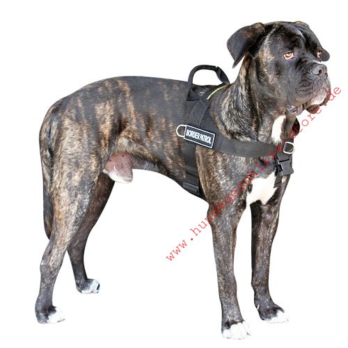 Cane Corso Hundegeschirr K9