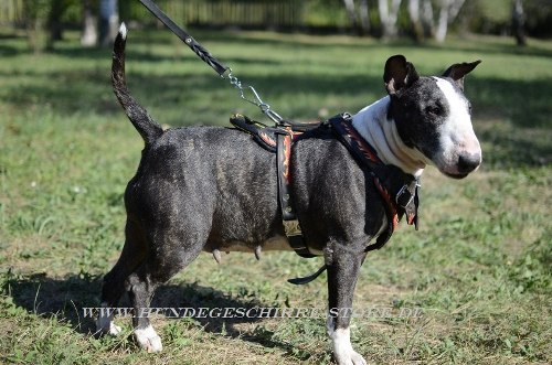 Bemaltes Bullterrier Leder
Hundegeschirr