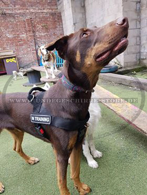 Diensthund Geschirr für Dobermann, Deutschland