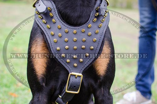 Dobermann Geschirr Leder mit Messing-Spikes