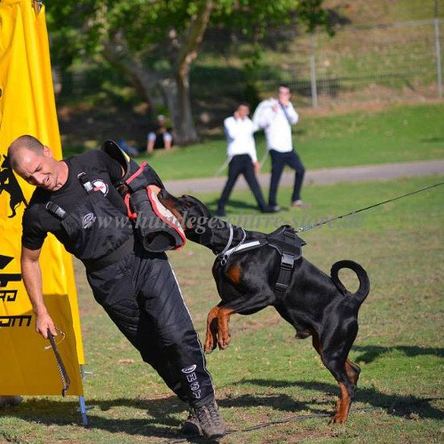 Dobermann Geschirr reflektierend für Schutzhund Training