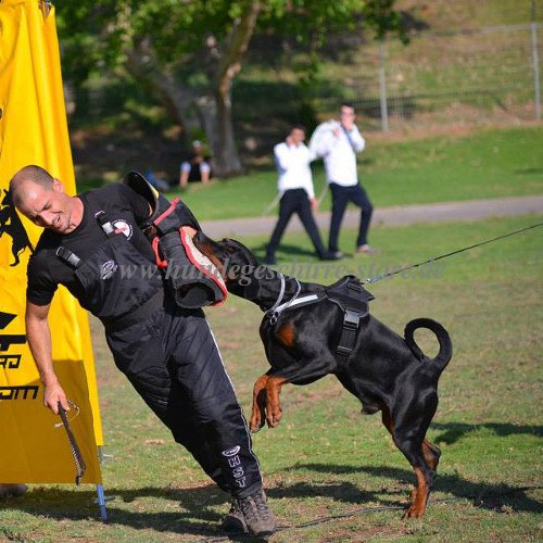 Nylon Hundegeschirr, praktisch