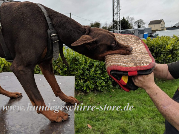 Dobermann Geschirr für Schutzhund kaufen