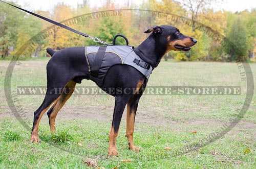 Dobermann Hundegeschirr aus Nylon mit Polsterung