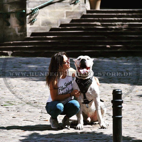 Leder Hundegeschirr für Dogo Argentino