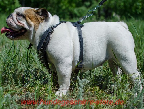 Brustgeschirr fuer Bulldogge mit metalem Verschluss