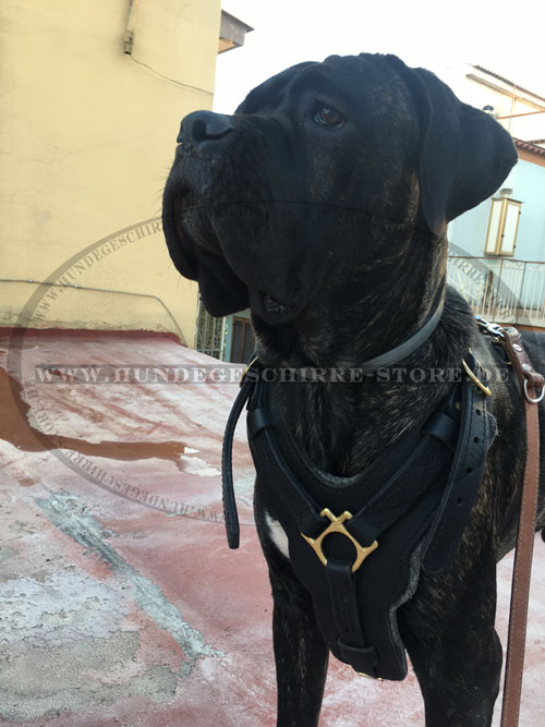 Hundegeschirr für Cane Corso