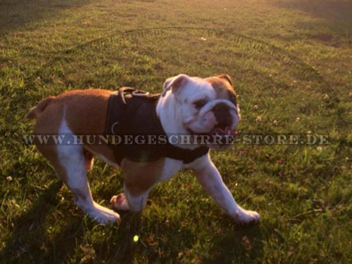 Geschirr aus Nylon für Englische Bulldogge kaufen