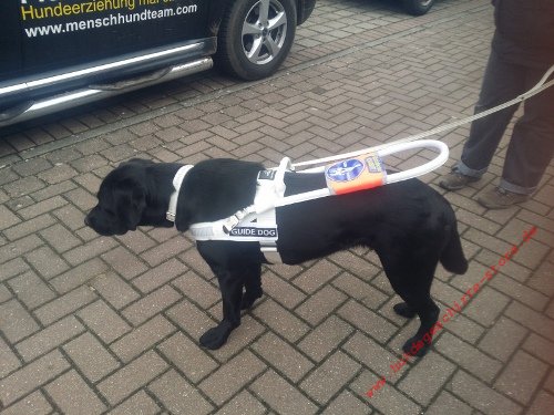 nylon service dog harness, white