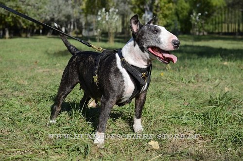 Bullterrier Hundegeschirr handgefertigt