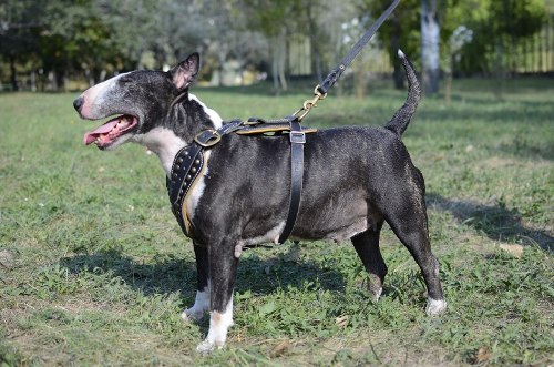 Geschirr für Englische Bulldogge genietet